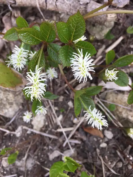 ヒトリシズカ 一人静 Chloranthus Japonicus 花言葉 毒性 よくある質問 Picturethis
