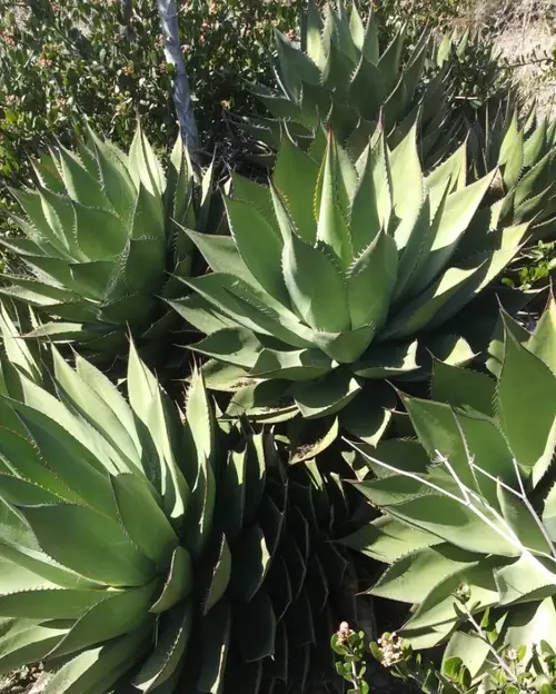 Shaw's agave