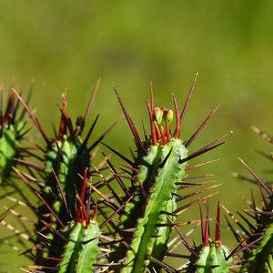 コウサイカク（紅彩閣）の育て方・栽培方法