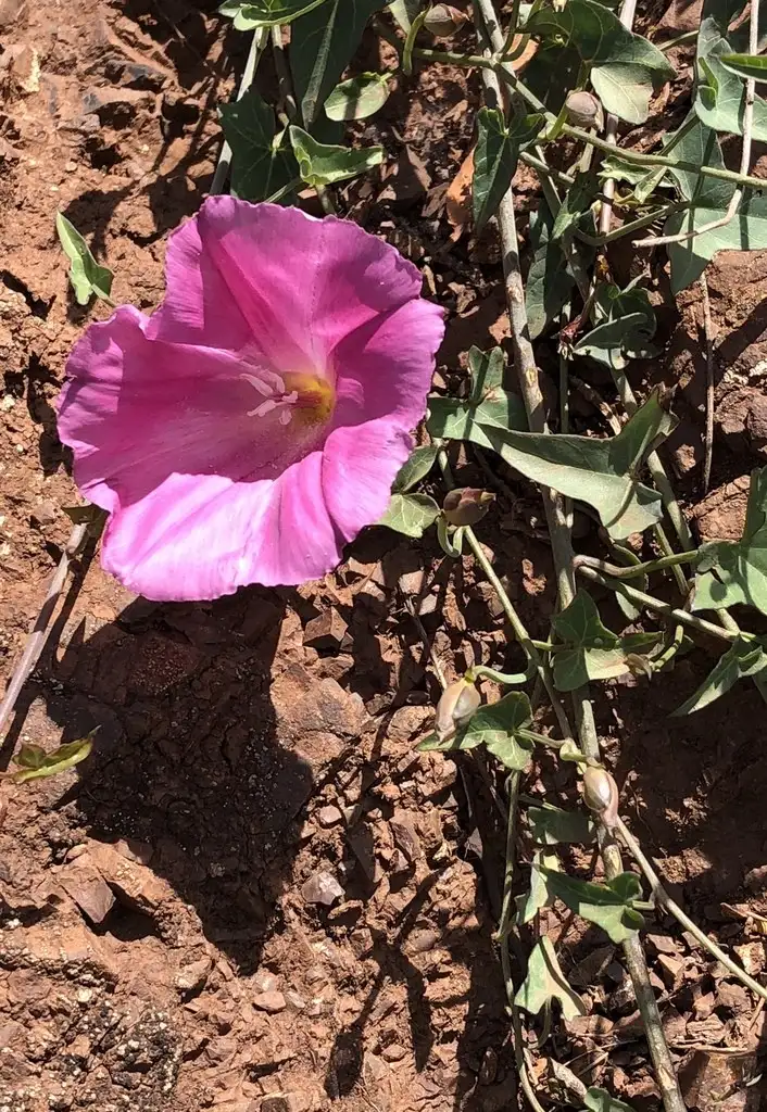 ヒルガオ科 Convolvulaceae 花言葉 毒性 よくある質問 Picturethis ヒルガオ科 Convolvulaceae 花言葉 毒性 よくある質問 Picturethis