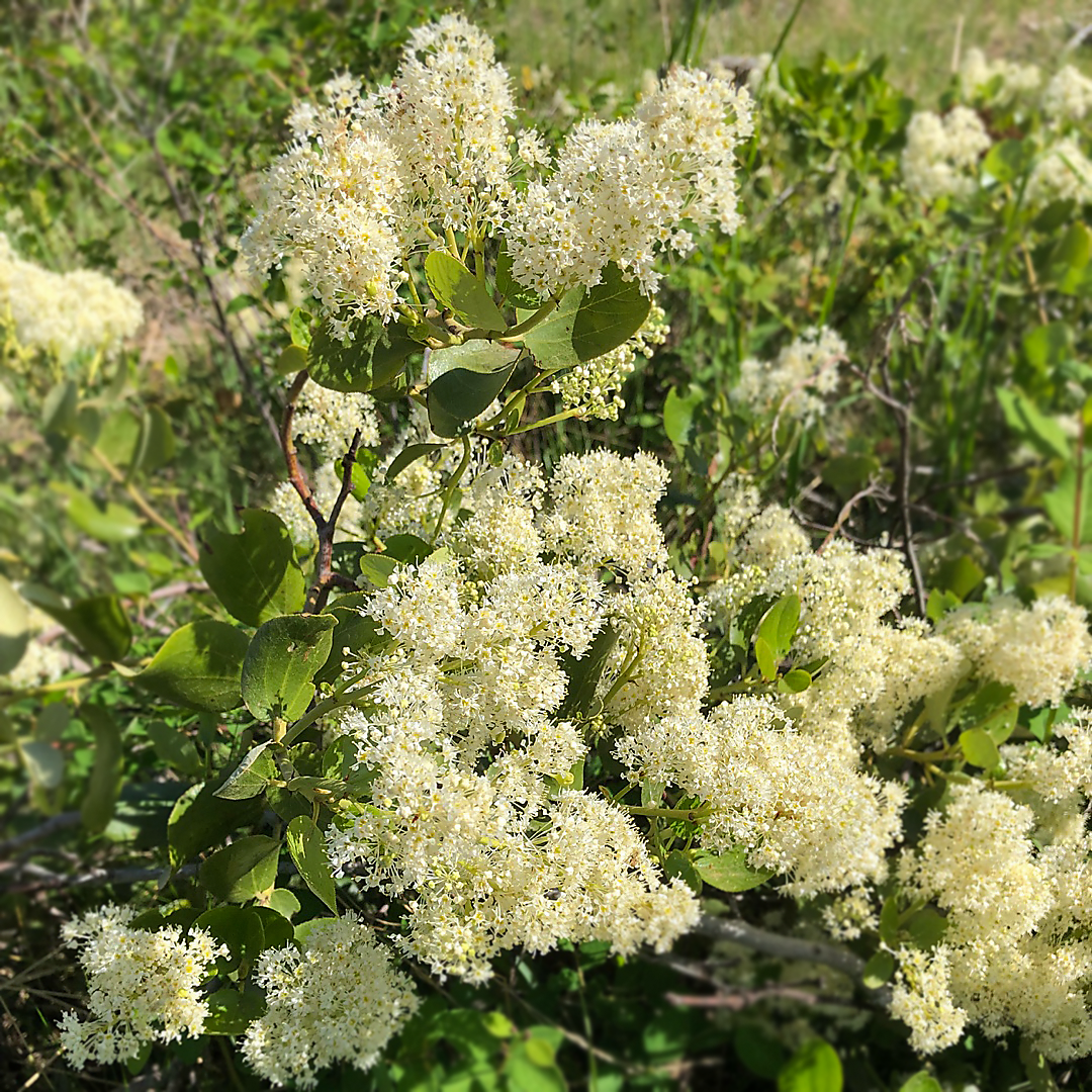 Image of Ceanothus Victoria bush with white flowers