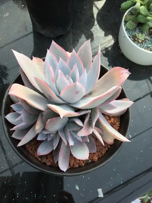 多肉植物 エケベリア 20株 サボテン ・カンテ セール中 (Echeveria Cante) 観葉植物 花 園芸 SE115