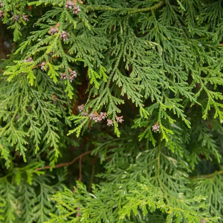 アスナロ属 Thujopsis 花言葉 毒性 よくある質問 Picturethis アスナロ属 Thujopsis 花言葉 毒性 よくある質問 Picturethis