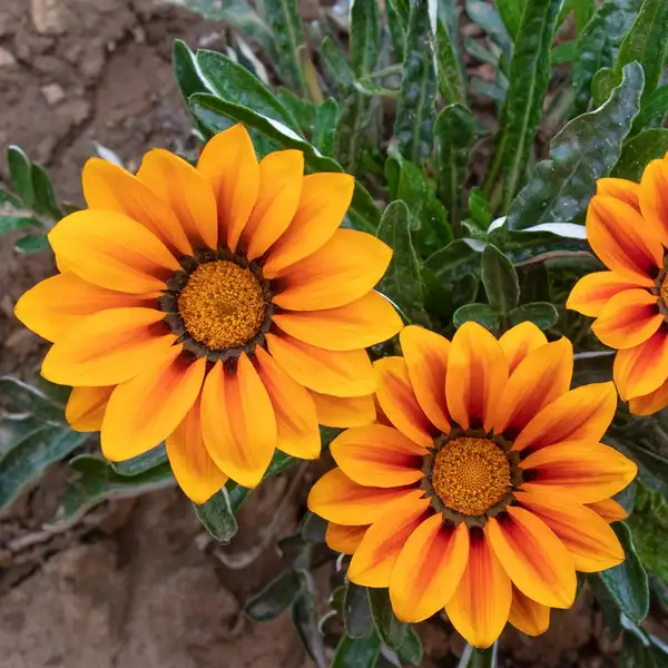 ガザニア リネアリス Gazania Linearis 花言葉 毒性 よくある質問 Picturethis ガザニア リネアリス Gazania Linearis 花言葉 毒性 よくある質問 Picturethis