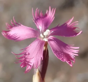 How to Prune Dianthus bolusii