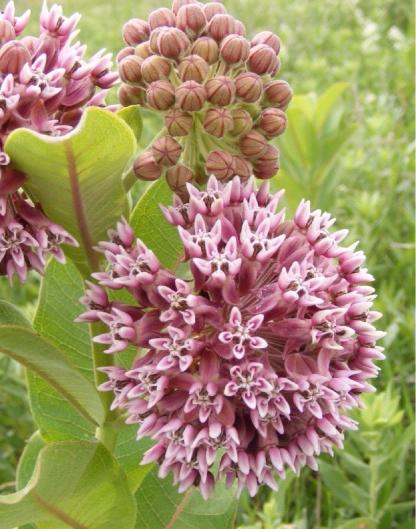 Are Milkweed Plants Poisonous To Dogs And Cats