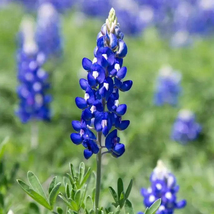 Bluebonnet Flower Arrangements | Best Flower Site