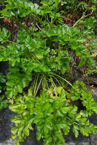 Apium Prostratum Var Filiforme 花言葉 毒性 よくある質問 Picturethis Apium Prostratum Var Filiforme 花言葉 毒性 よくある質問 Picturethis