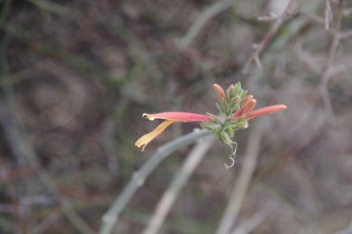 Justicia californica 花言葉，毒性，よくある質問 - PictureThis