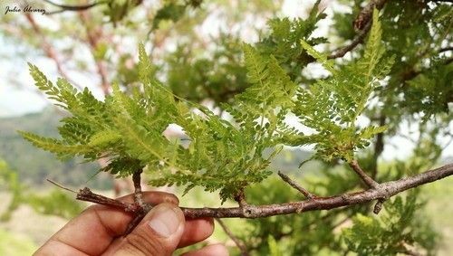 Bursera bipinnataの育て方・栽培方法