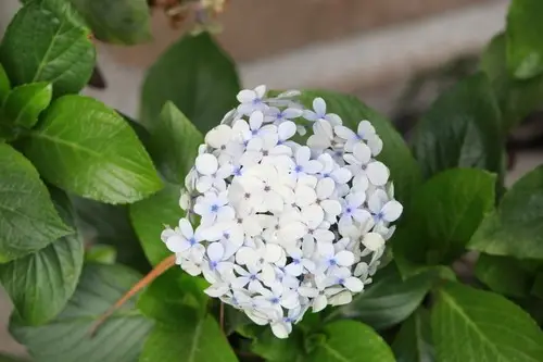 The straight facts on hydrangea flower color