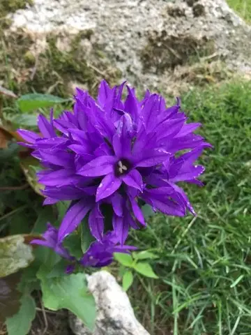 Spiked bellflower