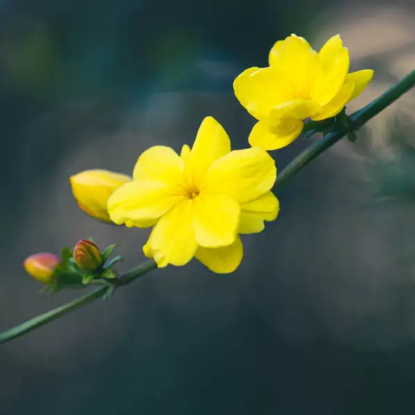 ソケイ属 Jasminum 花言葉 毒性 よくある質問 Picturethis