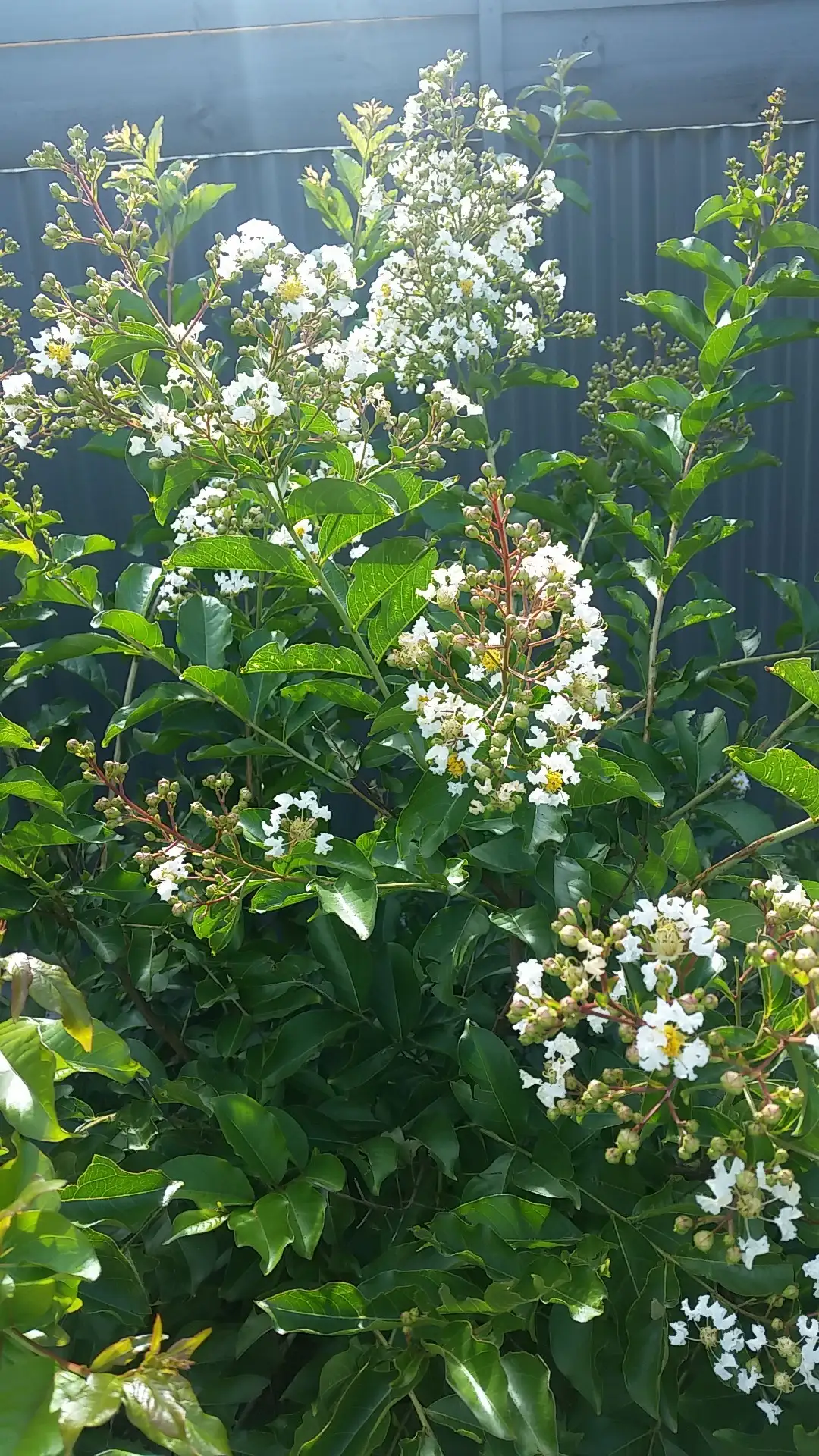 Fertilizing deals crepe myrtles