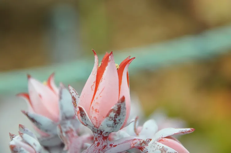 多肉植物 エケベリア 20株 サボテン ・カンテ セール中 (Echeveria Cante) 観葉植物 花 園芸 SE115