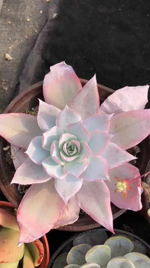 エケベリア カンテ (Echeveria cante) - PictureThis