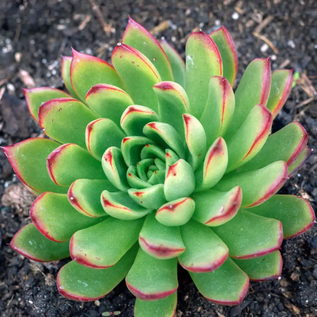 花月夜 Echeveria Pulidonis 照顧 種植 繁殖 開花時間 Picturethis