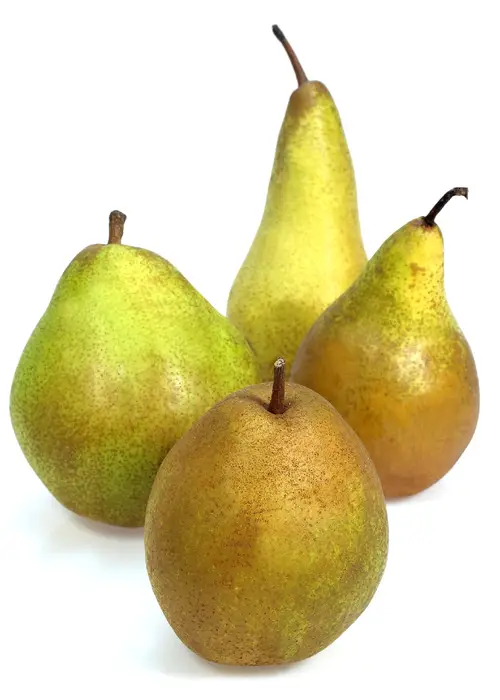 Common pear 'Comice'