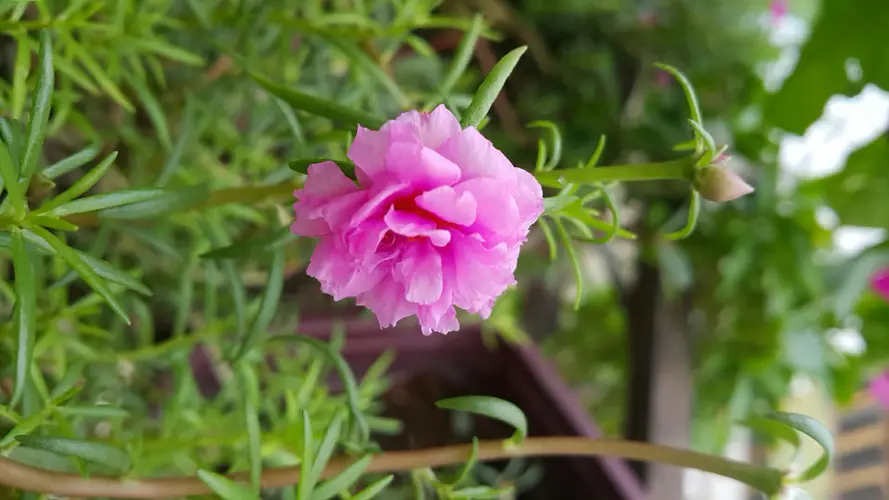 Moss Rose Double Flowered Portulaca