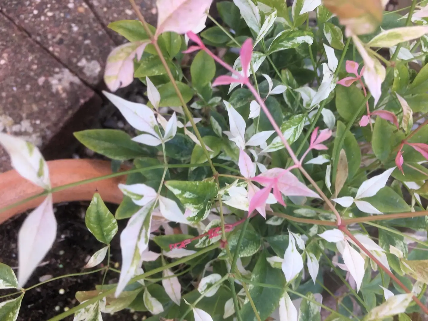 Nandina Feuerkraft Begleitpflanzen