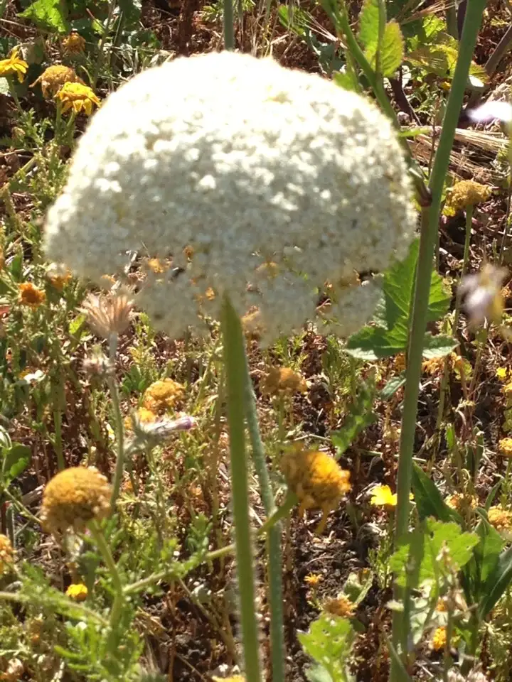 セリ科 Apiaceae 花言葉 毒性 よくある質問 Picturethis セリ科 Apiaceae 花言葉 毒性 よくある質問 Picturethis