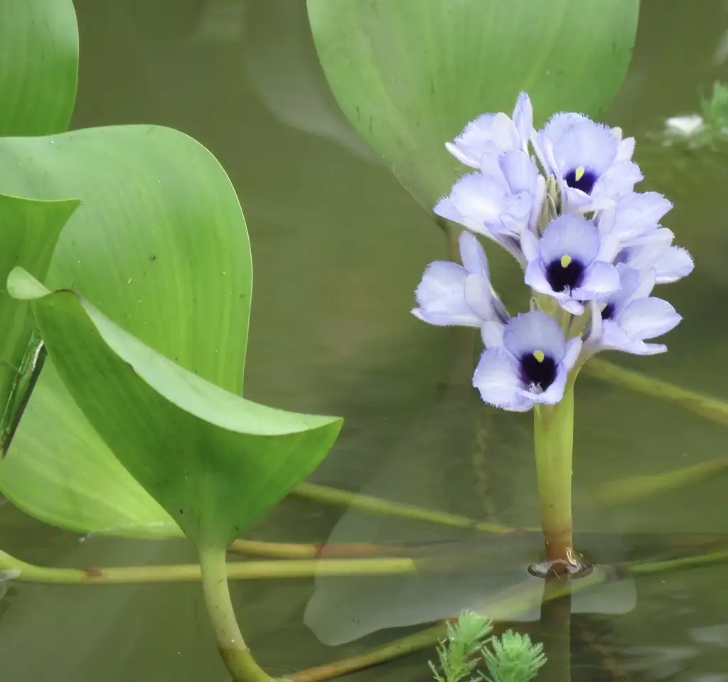 Lirios acuáticos (Pontederia) - PictureThis