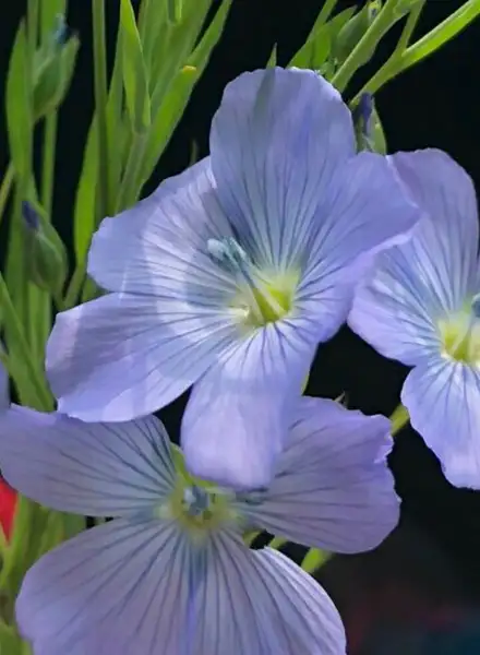 アマ属 Linum 花言葉 毒性 よくある質問 Picturethis アマ属 Linum 花言葉 毒性 よくある質問 Picturethis