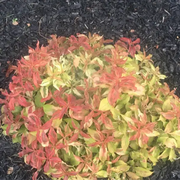 タニウツギ属 Weigela 花言葉 毒性 よくある質問 Picturethis