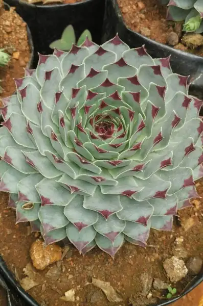 Houseleeks (Sempervivum) Flower, Leaf, Care, Uses - PictureThis