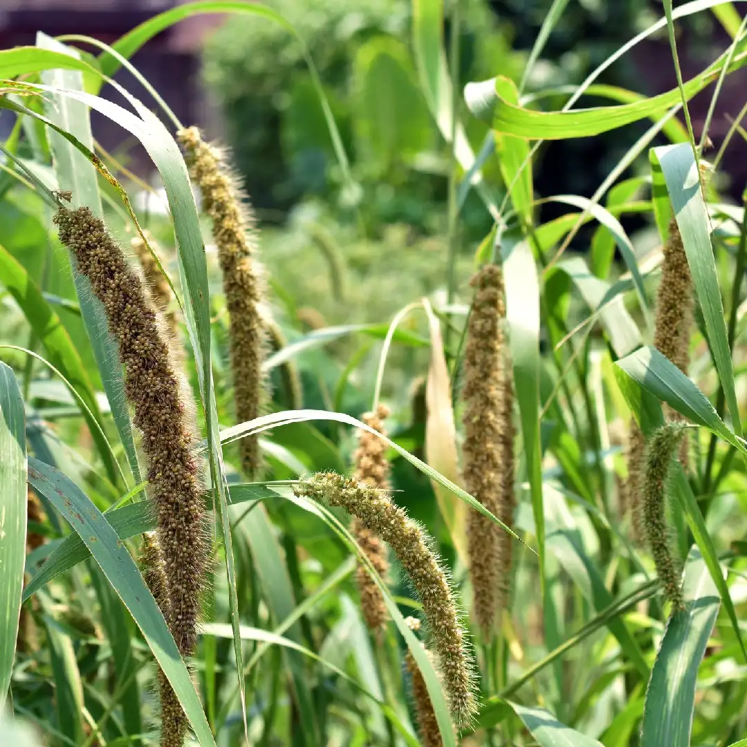 アワ Setaria Italica 花言葉 毒性 よくある質問 Picturethis