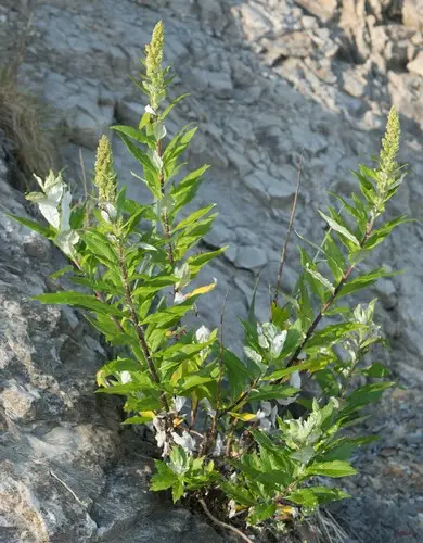Artemisia suksdorfii