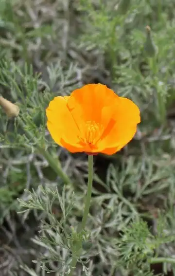 ハナビシソウ属 Eschscholzia 花言葉 毒性 よくある質問 Picturethis