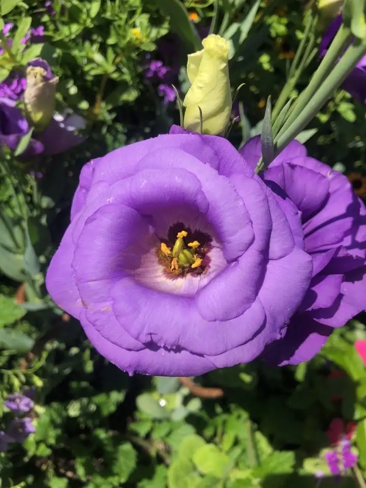 トルコキキョウ属 Eustoma 花言葉 毒性 よくある質問 Picturethis