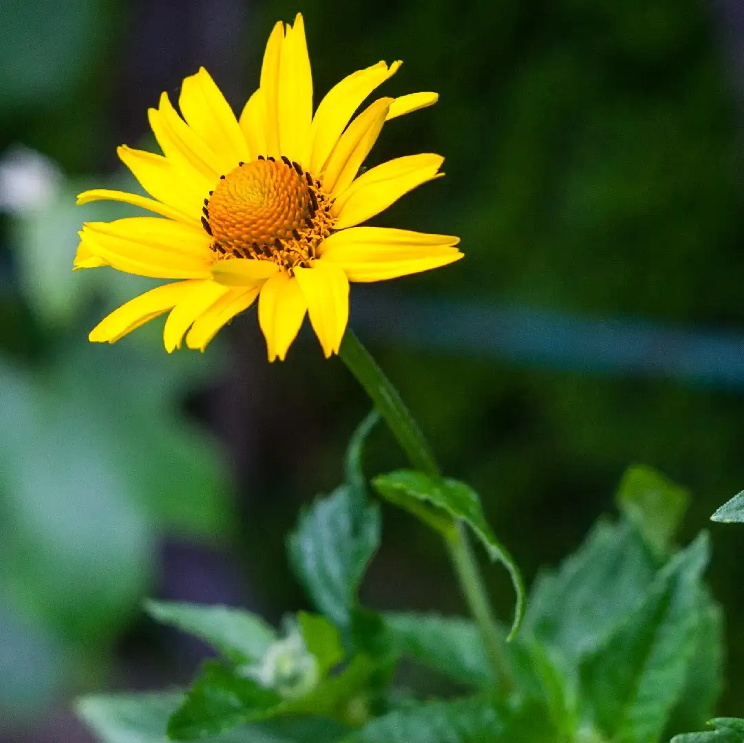 Falso girasol (Heliopsis helianthoides) - PictureThis