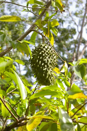 サワーソップ (ケア, 特徴, 侵入性, 画像, 食用)