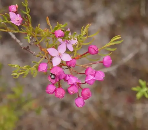ボロニア ピナータ Boronia Pinnata 花言葉 毒性 よくある質問 Picturethis