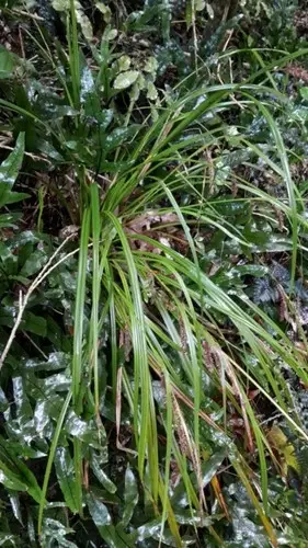 Carex forsteri