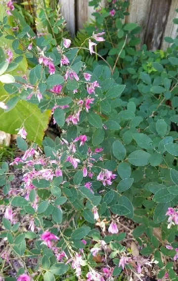 ヤマハギ（山萩）の判定方法 (Lespedeza bicolor)