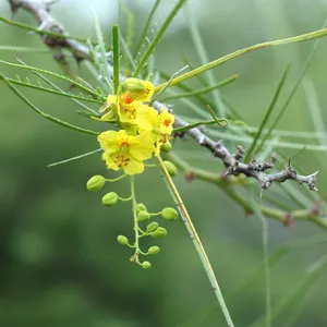 パーキンソニア・アクレアタ (ケア, 特徴, 花, 画像)