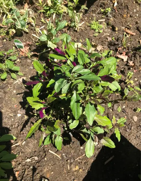 スイゼンジナ 水前寺菜 Gynura Bicolor 花言葉 毒性 よくある質問 Picturethis