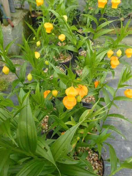 サンダーソニア属 Sandersonia 花言葉 毒性 よくある質問 Picturethis