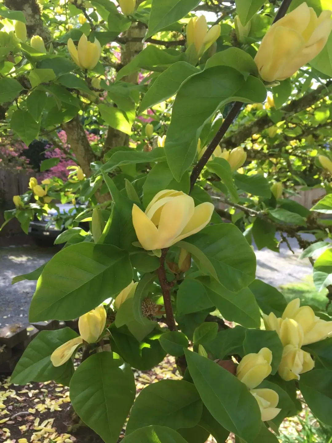 Magnolia acuminata 'Yellow Bird' Cuidados (Como Cuidar, Doenças, Podar) -  PictureThis