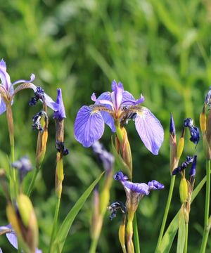 アヤメ（菖蒲)の育て方・栽培方法