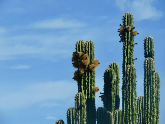 Hairbrush - Pachycereus pecten-aboriginum (Care, Characteristics, Flower,  Images)