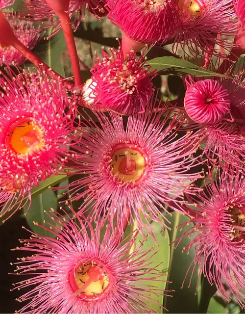 Red flowering gum (Corymbia ficifolia) Flower, Leaf, Care, Uses