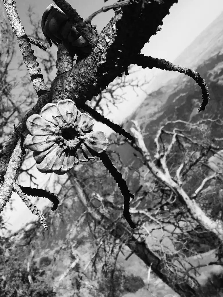 マツ属 Pinus 花言葉 毒性 よくある質問 Picturethis マツ属 Pinus 花言葉 毒性 よくある質問 Picturethis