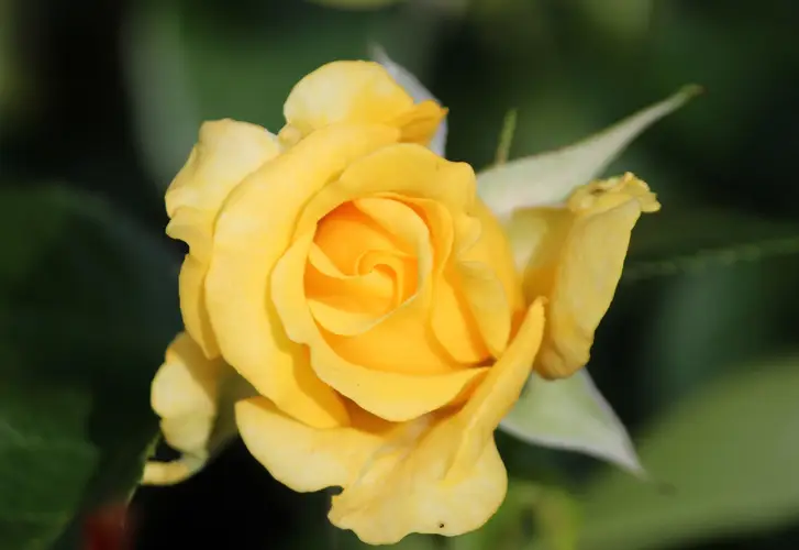 Rosa 'Golden Gate'