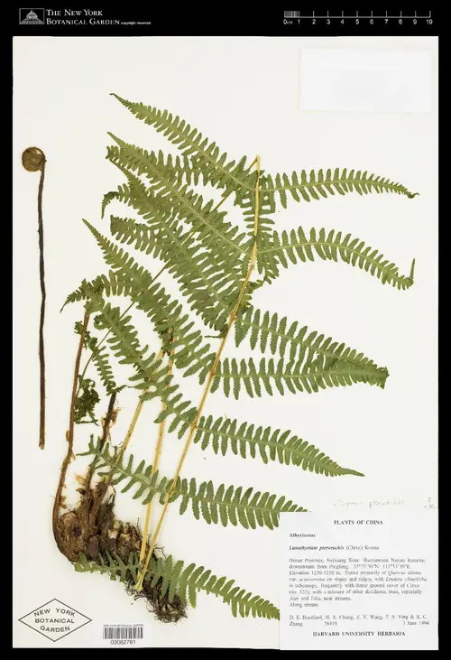 Giant tappering glade fern