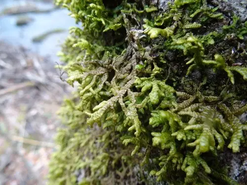 Flat-leaved scale moss