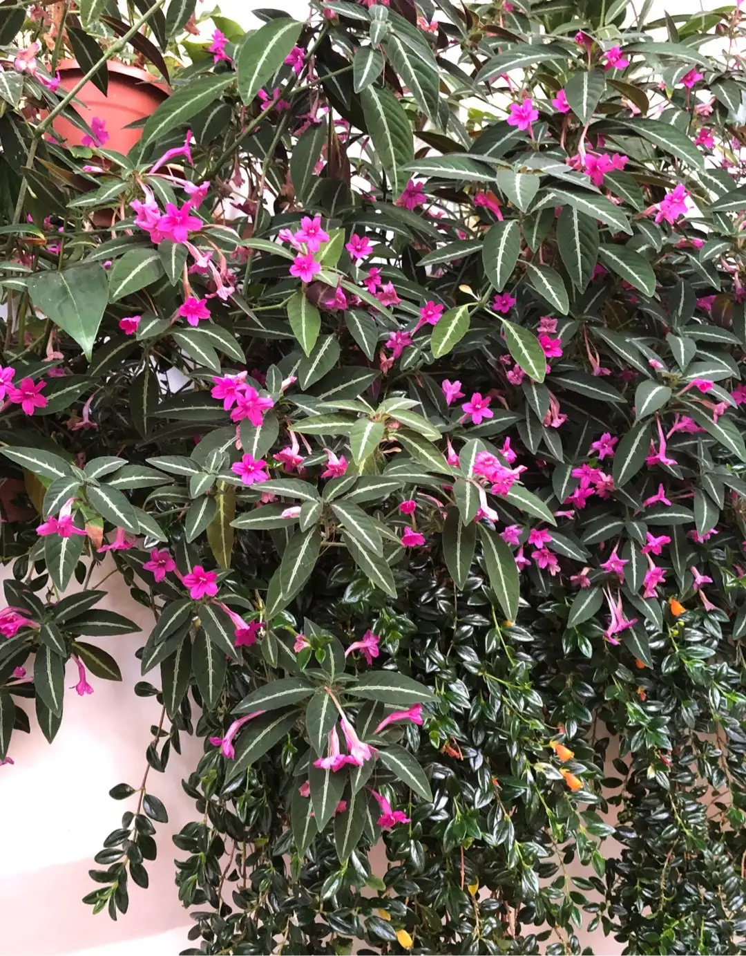 Petunias silvestres (Ruellia) - PictureThis